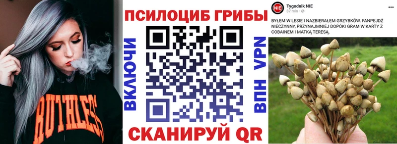 kraken ТОР  цены   Каменск-Шахтинский  мориарти наркотические препараты  Псилоцибиновые грибы Psilocybine cubensis 